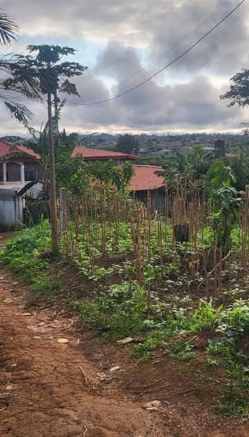 Terrain à vendre à Odza Yaoundé